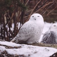 La symbolique animale : Le harfang des neiges